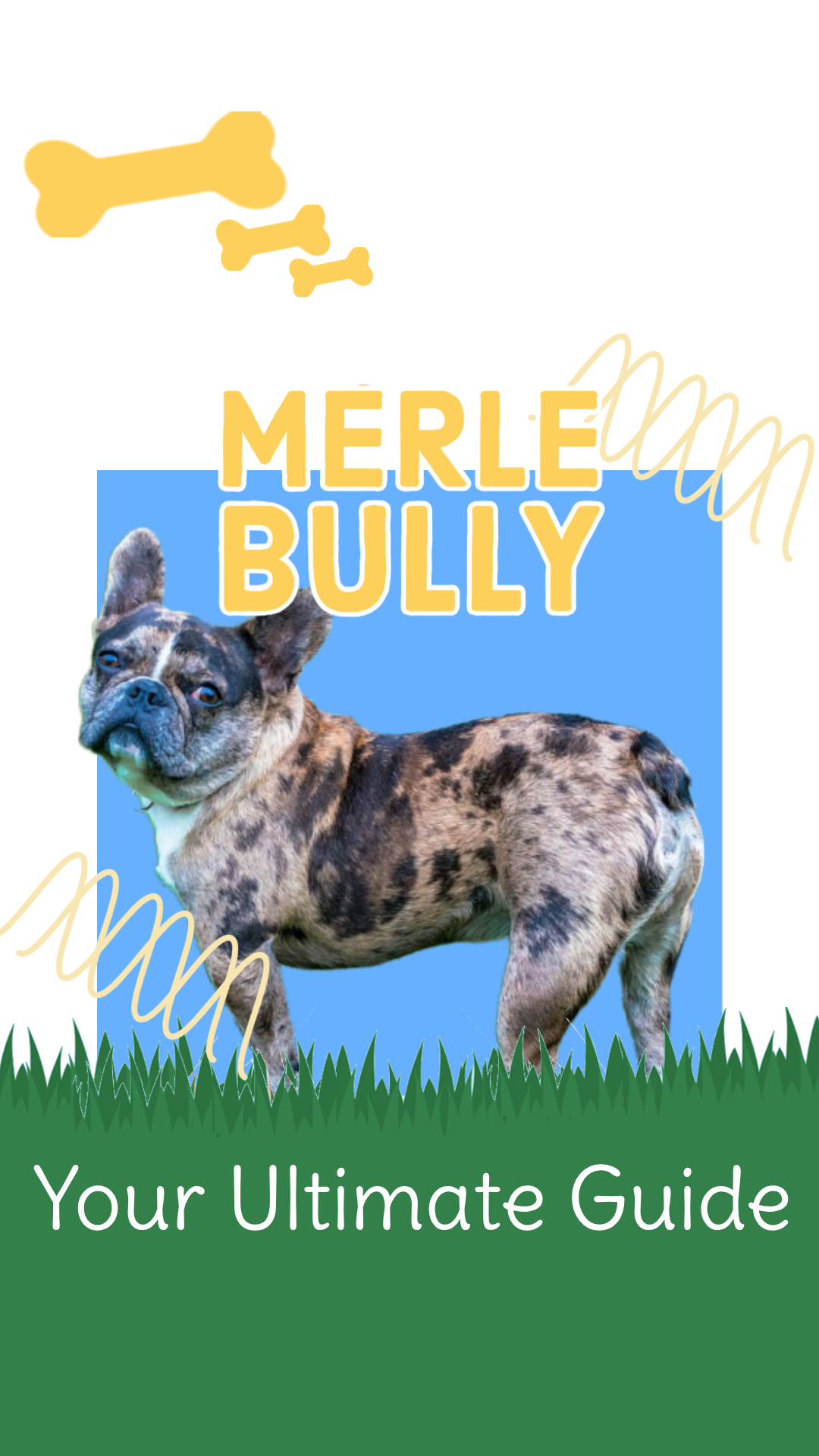 Merle Bully