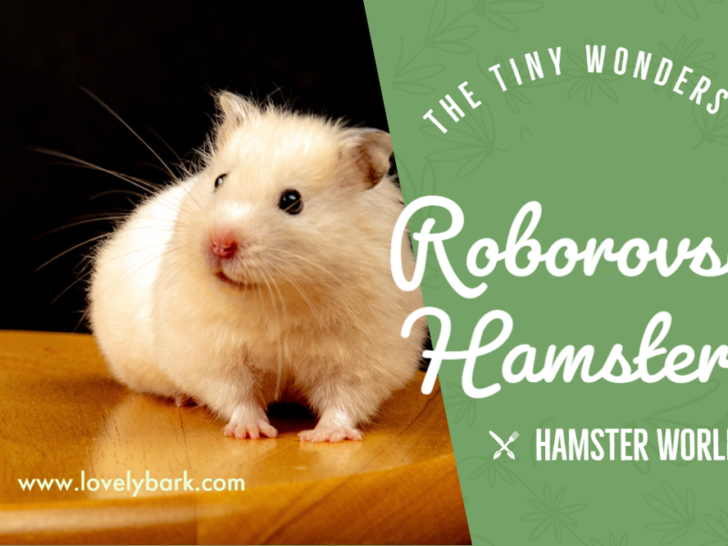 Roborovski Hamsters