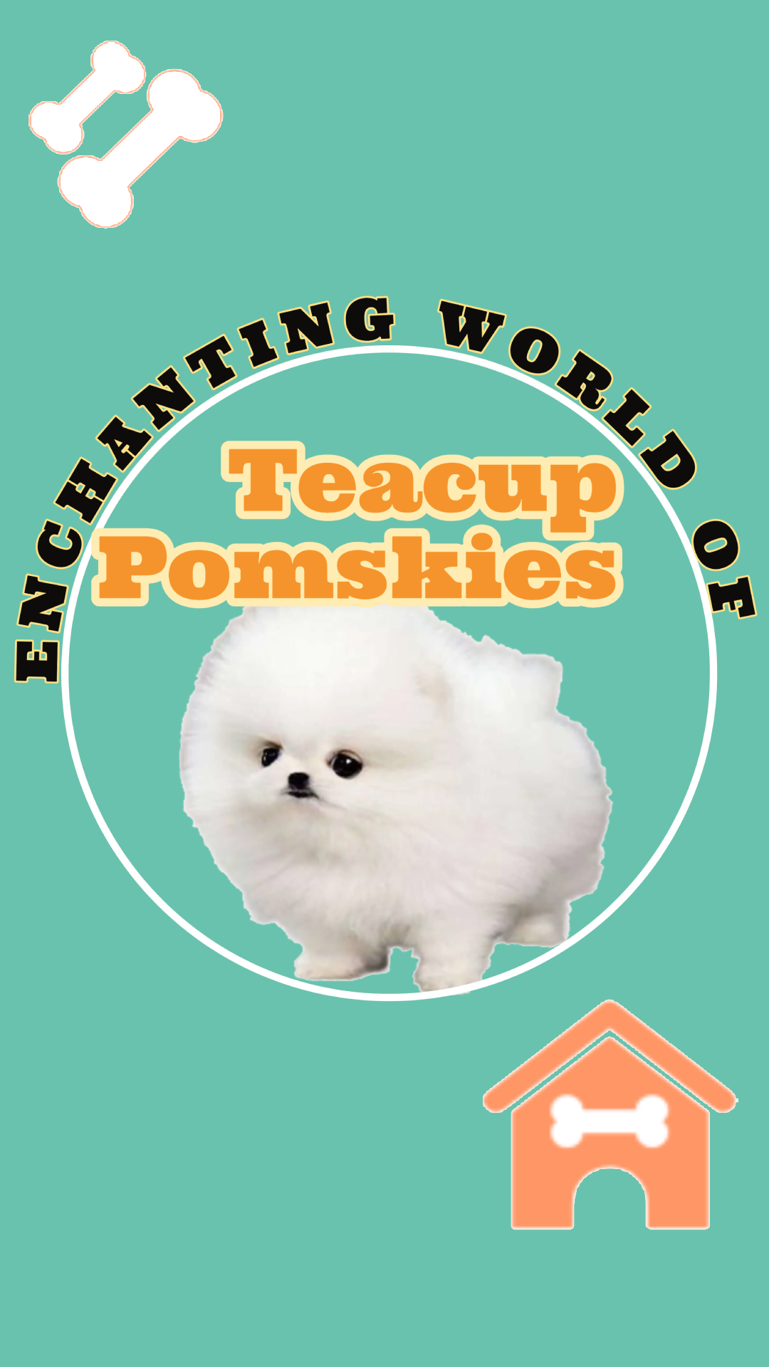 Teacup Pomsky