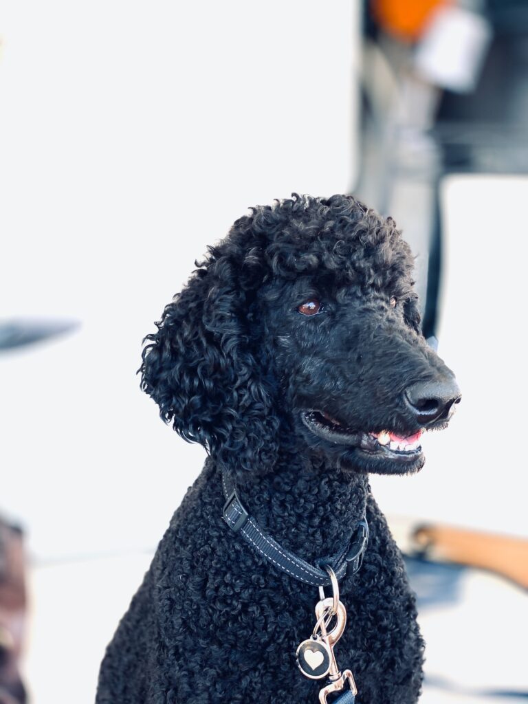 Black Standard Poodle