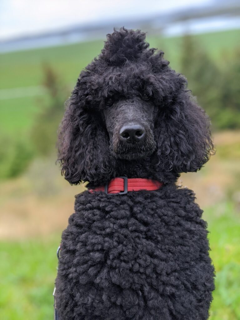 Black Standard Poodle