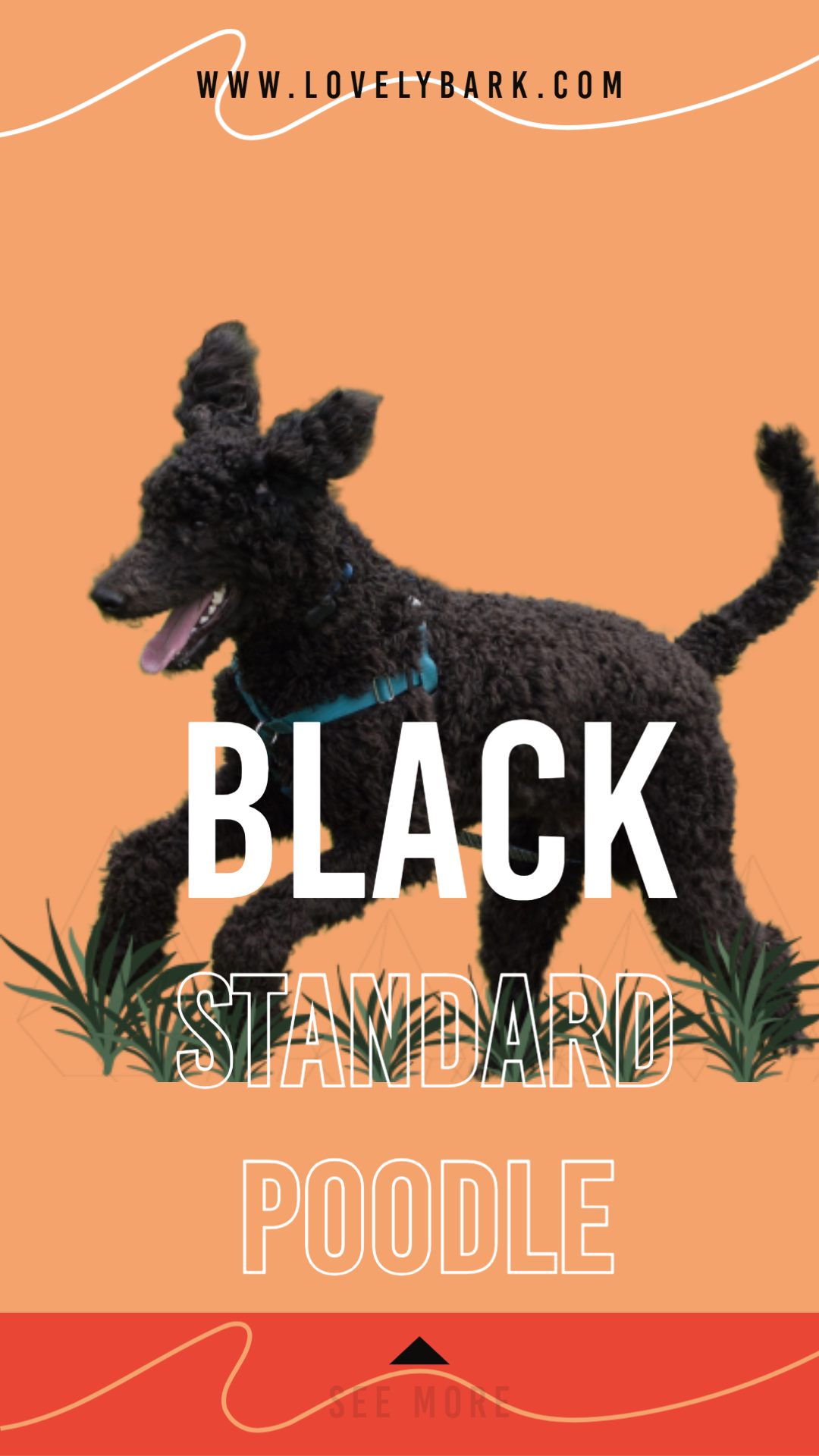 Black Standard Poodle