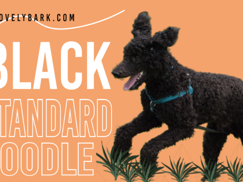 Black Standard Poodle