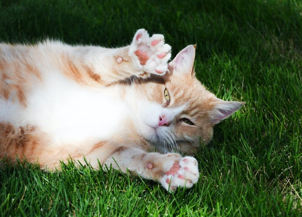 Easy Tips for Clean Cat Nails