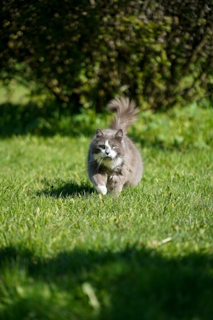 Norwegian Forest Cat Grey