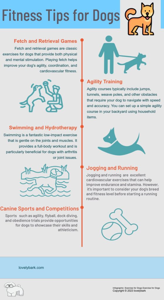 Types of Exercise for Dogs