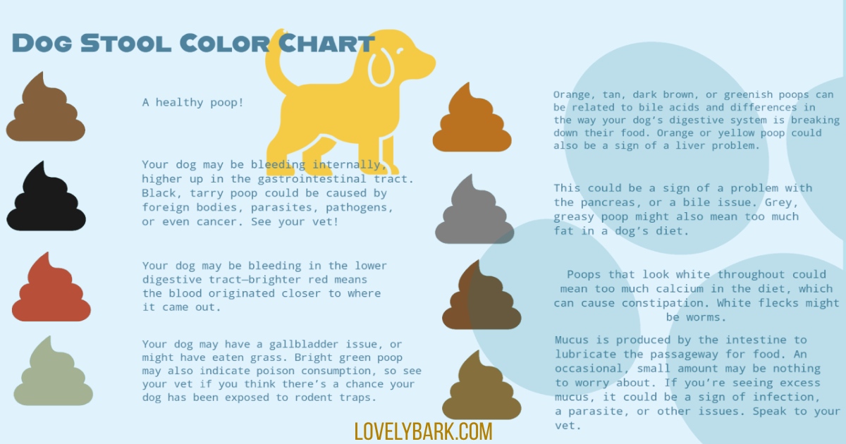 Dog Blood in Poop | Dog Stool Chart, Causes, Prevention & Treatment ...