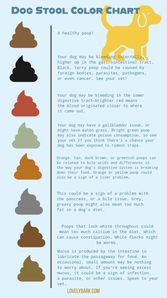 Dog Blood in Poop | Dog Stool Chart