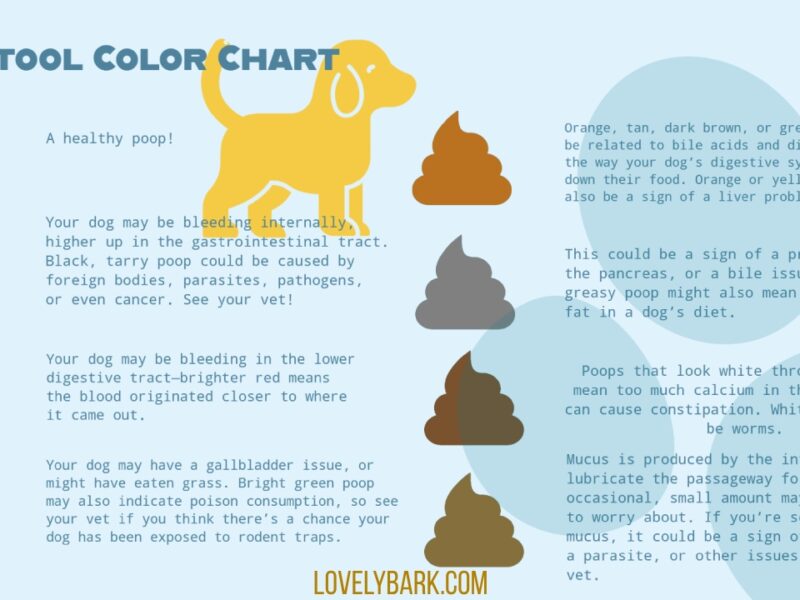 Dog Blood in Poop | Dog Stool Chart