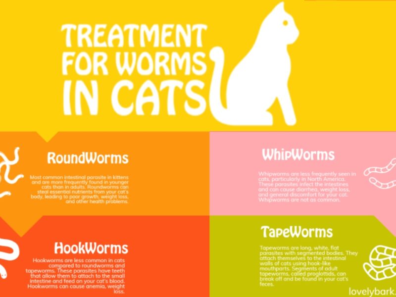 Treatment for Worms in Cats